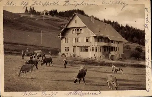 Ak Lochau Vorarlberg, Pfänderdohle, Kühe