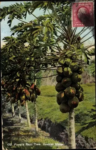 Ak Hawaii USA, Papaia Fruit Tree