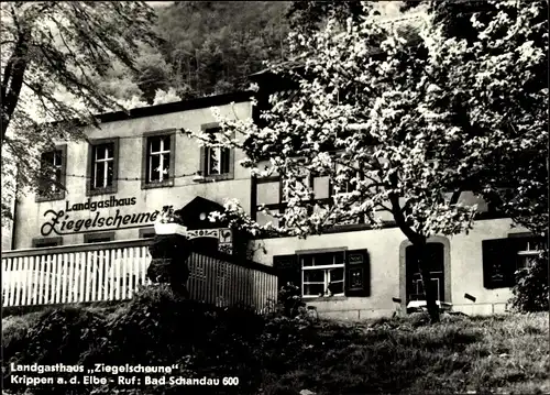 Ak Krippen Bad Schandau Sächsische Schweiz, Landgasthaus Ziegelscheune