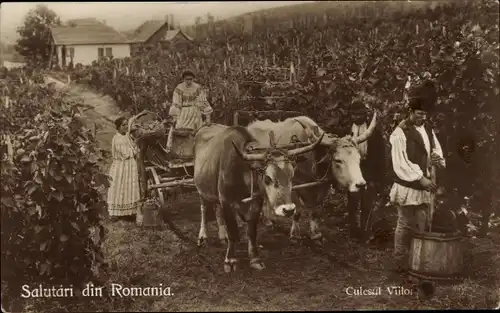 Ak Rumänien, Rinderkarren und Bauern bei der Weinlese, rumänische Trachten