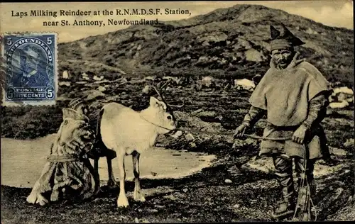 Ak St. Anthony Newfoundland Neufundland Kanada, Laps Milking Reindeer ar the RNMDSF Station