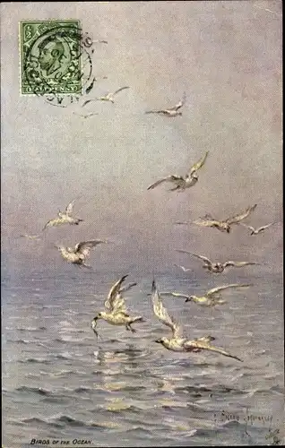 Künstler Ak Birds of the Ocean, Möwen mit Beute