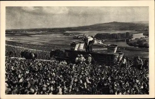 Ak Épernay Marne, Champagne Moet et Chandon, Scene de vendange a Hautvillers, Weinernte