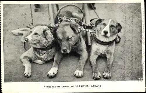 Ak Attelage de Charette de Laitier Flamand, Zughunde vor einem Milchkarren