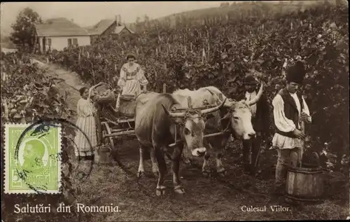Ak Rumänien, Rinderkarren und Bauern bei der Weinlese, rumänische Trachten