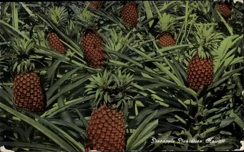 Ak Hawaii USA, Pineapple Plantation