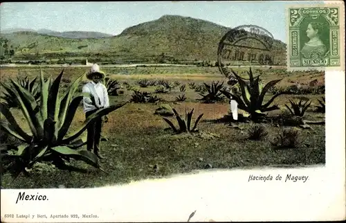 Ak Mexiko, Hacienda de Maguey, Agaven, Mexikaner