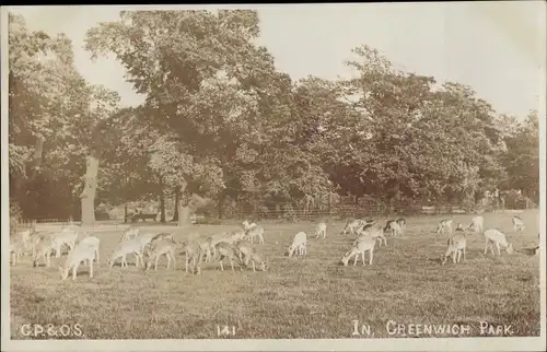 Ak Greenwich London England, Park, Rehe