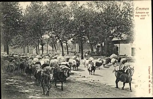 Ak Emmen Drenthe, Schapen op weg naar't veld