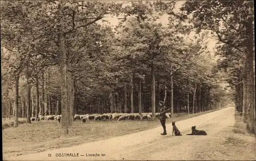 Ak Oostmalle Malle Flandern Antwerpen, Liersche lei