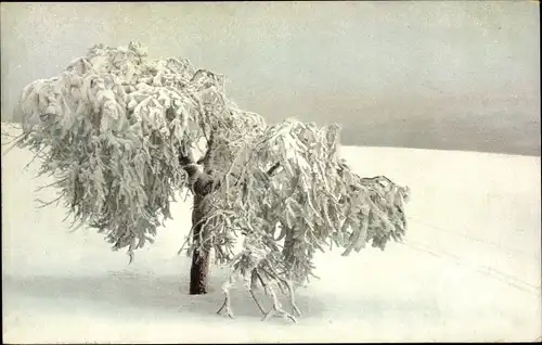 Ak Verschneiter Baum, Winterszene, Photochromie