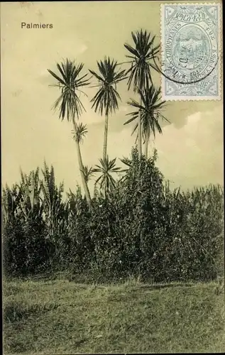 Ak Äthiopien, Palmiers