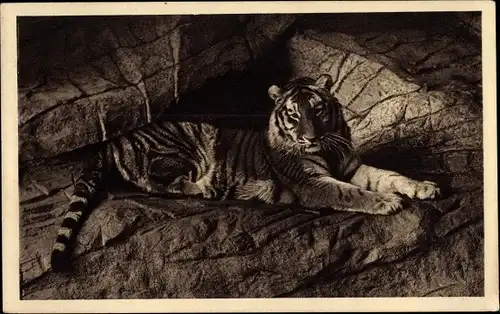 Ak Hamburg Eimsbüttel Stellingen, Hagenbecks Tierpark, Tiger in der Tigerschlucht