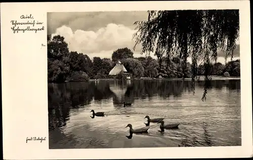 Ak Kiel Schleswig Holstein, Hohenzollernpark, Schwanenteich