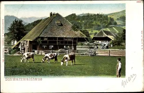 Ak Schwarzwaldhaus, Kühe