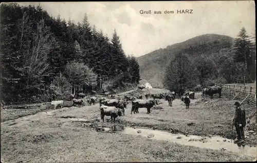 Ak Harz, Kühe auf der Weide