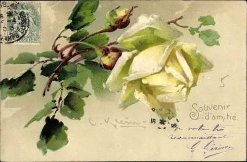 Künstler Ak Klein, Catharina, weiße Rose