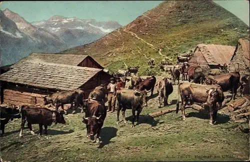 Ak Retour Au Chalet, Kühe