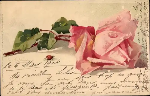 Künstler Litho Klein, Catharina, Rosa Rose, Meissner & Buch