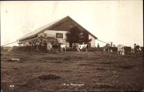 Foto Ak A la Montagne, Wohnhaus, Kühe, Rind