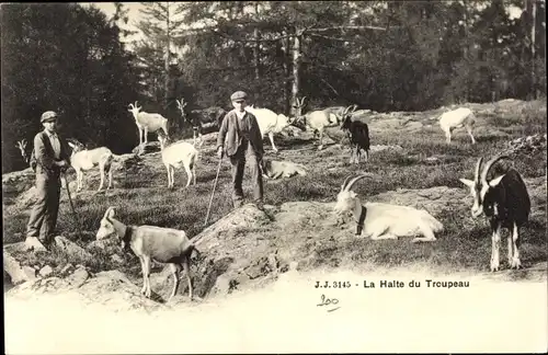 Ak La Halte du Troupeau, Ziegen