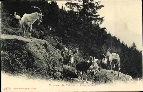 Ak Troupeau de Chevres, Ziegengruppe