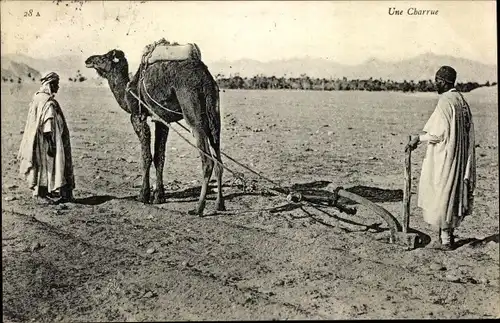 Ak Scènes et Types, Une Charrue, Kamel mit Pflug, Maghreb