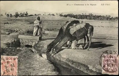 Ak Chameaux a la Seguia, Maghreb, Kamele trinken Wasser