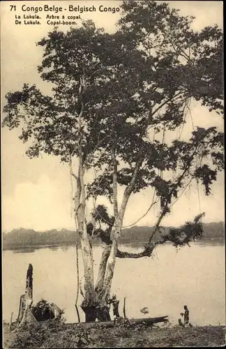 Ak Lukula DR Kongo Zaire, Arbre a copal