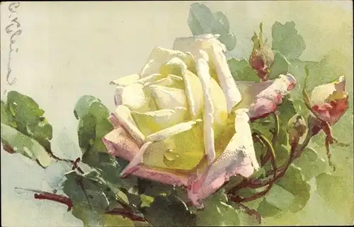Künstler Litho Klein, Catharina, weiße Rose