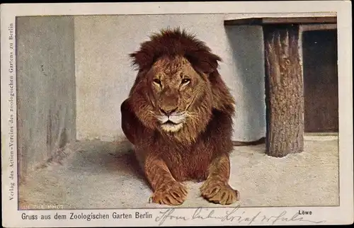 Ak Berlin Zoologischer Garten, Löwe im Innengehege, RPH