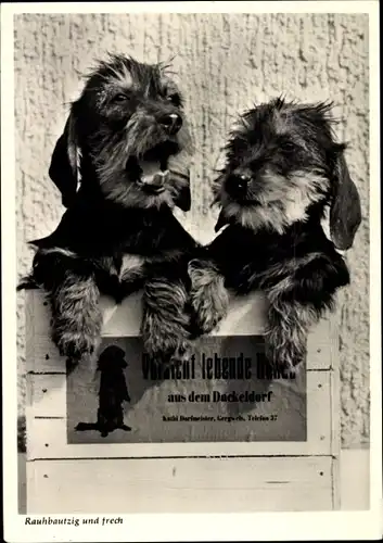 Ak Rauhbautzig und frech, 30 Jahre Dackelzucht Kathie Dorfmeister, Dackeldorf Gergweis Vils