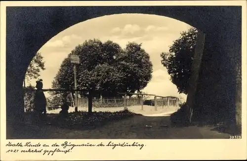 Ak Augustusburg im Erzgebirge, Uralte Linde an der Burgmauer, 1427 verkehrt gepflanzt