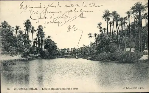 Ak Colomb Bechar Algerien, L'Oued Bechar apres une Crue, Palmen, Hochwasser