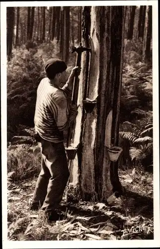 Ak En Guyenne Gascogne, Un gemmeur qui fait l'entaille d'ou coulera la resine, Herzgewinnung