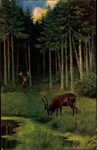 Ak Hirsch am Wasser, Waldpartie, Bäume