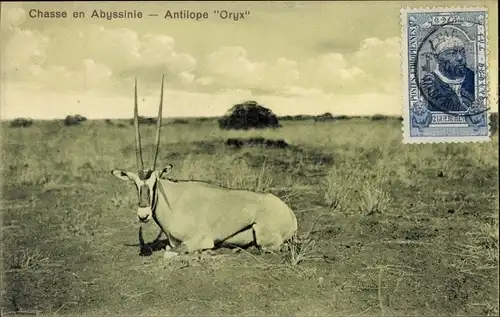 Ak Abbesinien Äthiopien, Chasse en Abyssinie, Antilope Oryx