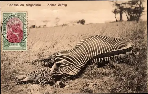 Ak Abbesinien Äthiopien, Chasse en Abyssinie, Zebre Grevy