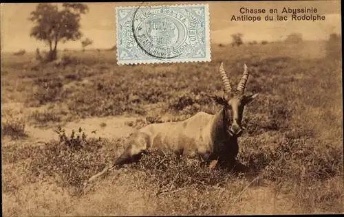 Ak Abbesinien Äthiopien, Chasse en Abyssinie, Antilope du lac Rodolphe