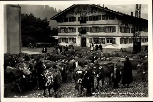 Ak Oberstaufen im Oberallgäu, Alp Abtrieb, Viehtrieb durch den Ort, Rinder