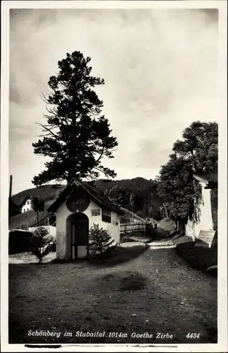 Ak Schönberg im Stubaital in Tirol, Goethe Zirbe