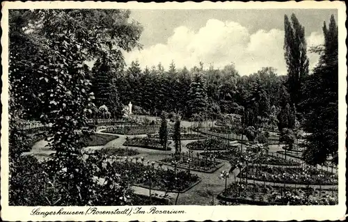 Ak Sangerhausen am Südharz, Im Rosarium