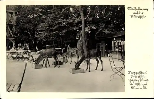 Ak Gernrode Quedlinburg im Harz, Viktorshöhe, Wildfütterung