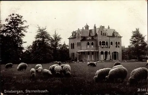 Ak Driebergen Utrecht Niederlande, Sterrenbosch, Schafe