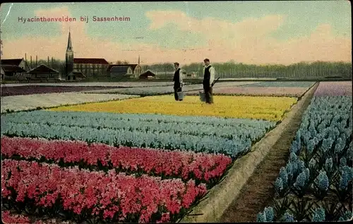 Ak Sassenheim Südholland, Hyacinthenvelden