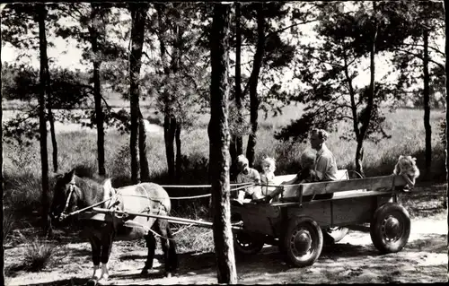 Ak Spier Wijster Midden Drenthe, Bungalowpark 't Vennegien, Wagenfahrt, Pony