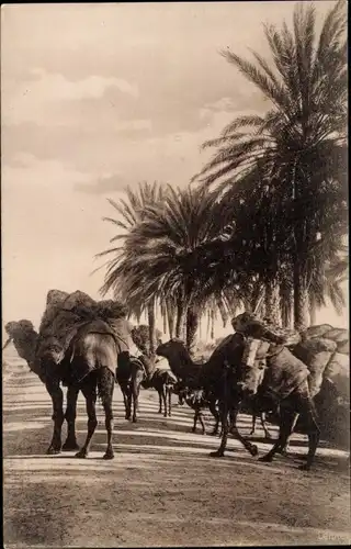 Ak Tunesien, Caravane, Kamele