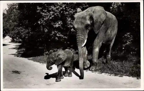 Ak Münchener Tierpark Hellabrunn, afrikanischer Elefant Adam mit Mutter Matadi