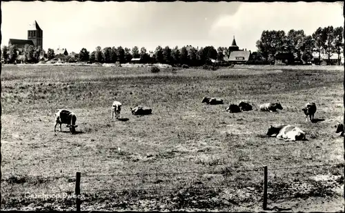 Ak Dalfsen Overijssel, Bungalowbedrijf Het Sterrenbos, Ortsansicht, Kirche, Kuhweide