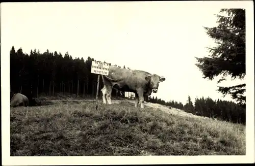 Ak Gruß aus dem Thüringer Wald, Rind auf der Weide